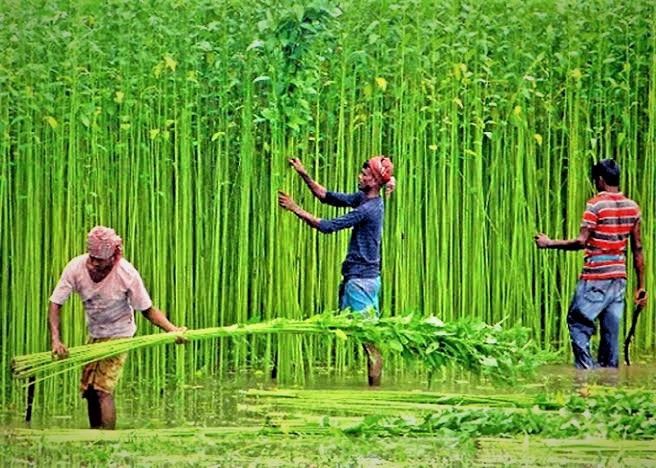 Why Jute Bags Are the Future